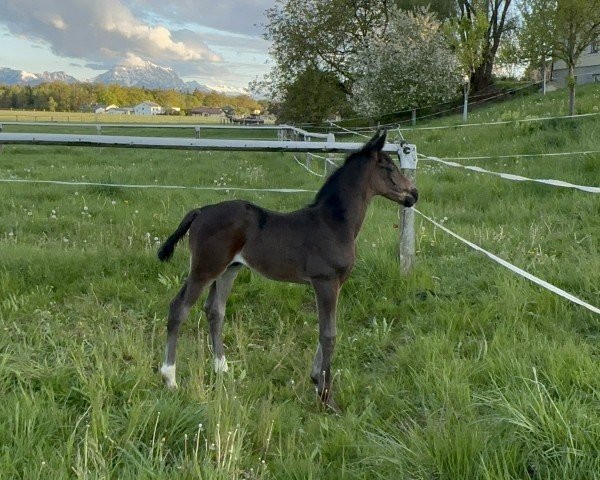 Deckhengst Iconic FH (Österreichisches Warmblut, 2024, von Indian Rock)