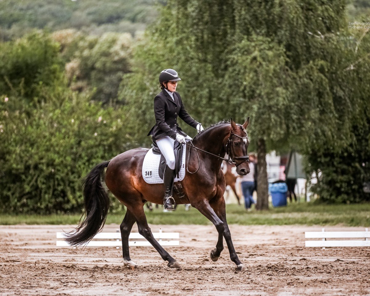 dressage horse Ferdinand 345 (Hanoverian, 2017, from Fürstenball)