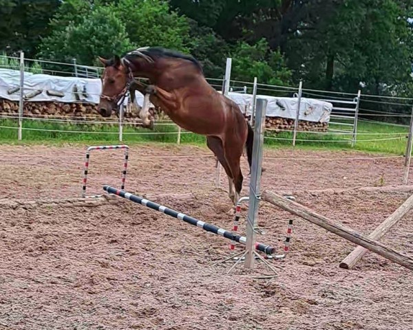 horse Karasco Rub Z (Zangersheide riding horse, 2021, from Kazan Z)