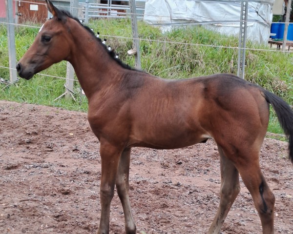 broodmare Rub Annie (German Sport Horse, 2023, from Vigado)