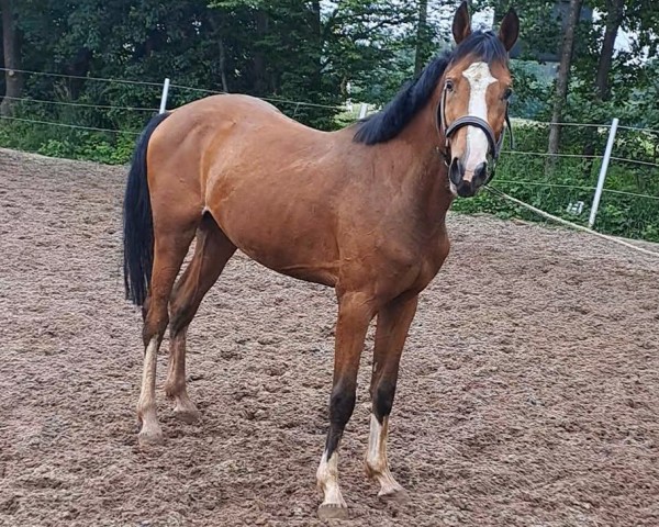 horse Rub Tigon (German Sport Horse, 2021, from Taycan B)