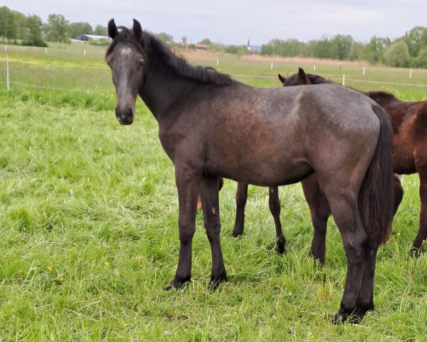 broodmare Rub Lionheart (German Warmblood, 2023, from Cnaller VEC)