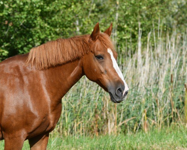 jumper Cleo's Chance (Little German Riding Horse, 2004, from Colonel)
