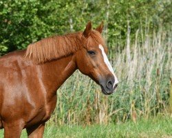 jumper Cleo's Chance (Little German Riding Horse, 2004, from Colonel)