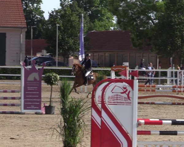 Reitturnier Neustadt/Dosse 2024