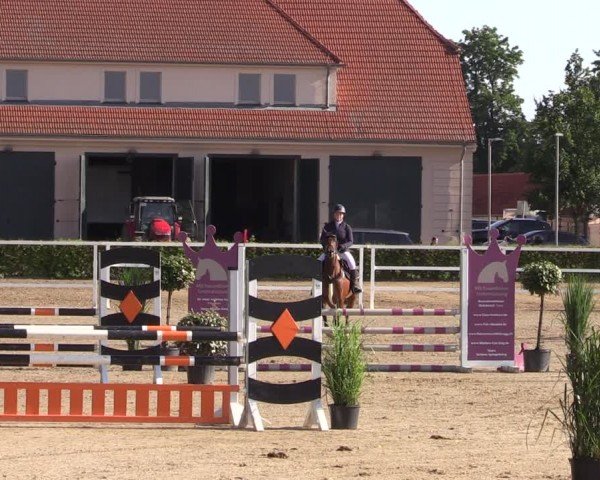 Reitturnier Neustadt/Dosse 2024