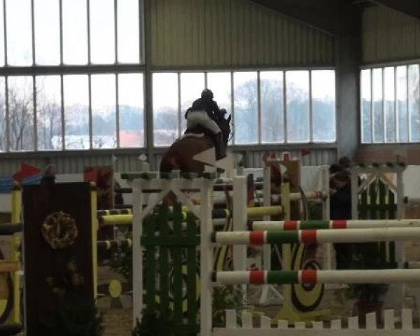 Grevener-Hallenspringturnier 2013