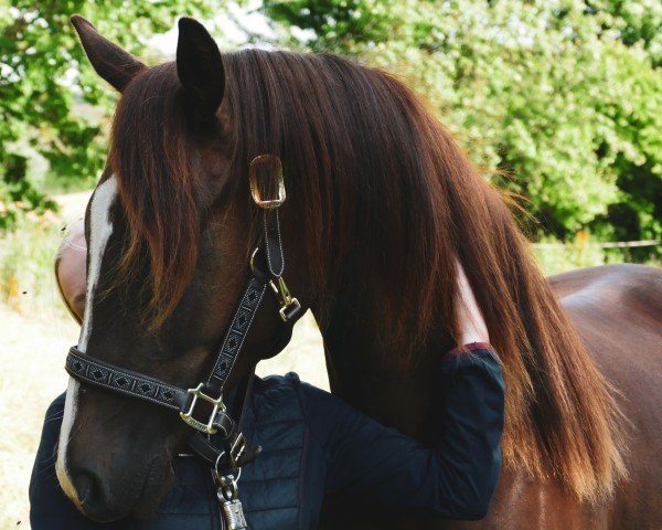 horse Grande Dame SO (Mecklenburg, 2022, from Go for Romance PS)