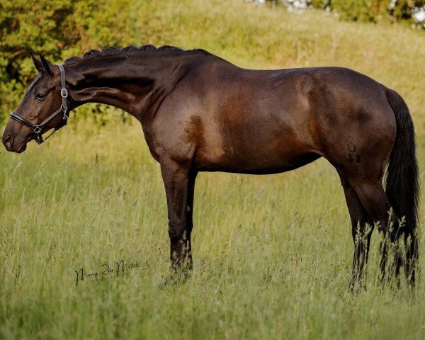 Dressurpferd Diamantin T (Oldenburger, 2014, von Dante Weltino Old) Dressurpferd Diamantin T (Oldenburger, 2014, von Dante Weltino Old)
