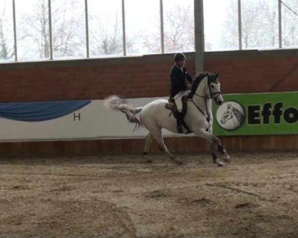 Grevener-Hallenspringturnier 2013