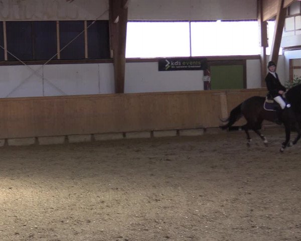 Reitturnier Steinheim 2021