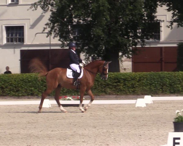 Reitturnier Neustadt/Dosse 2024