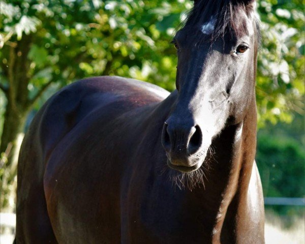 jumper Greta 144 (KWPN (Royal Dutch Sporthorse), 2011, from Gaillard de La Pomme)