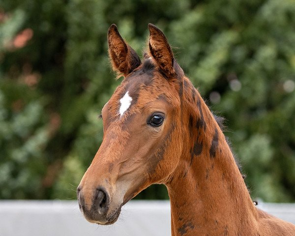 broodmare Fürstin Gloria (Hanoverian, 2021, from Fürstbischof)