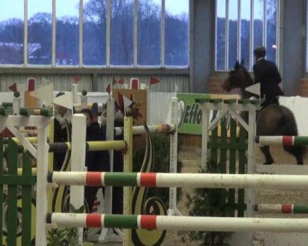 Grevener-Hallenspringturnier 2013