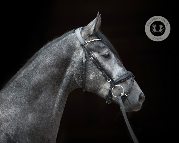 horse Earl Grey (Trakehner, 2021, from Le Rouge 7)