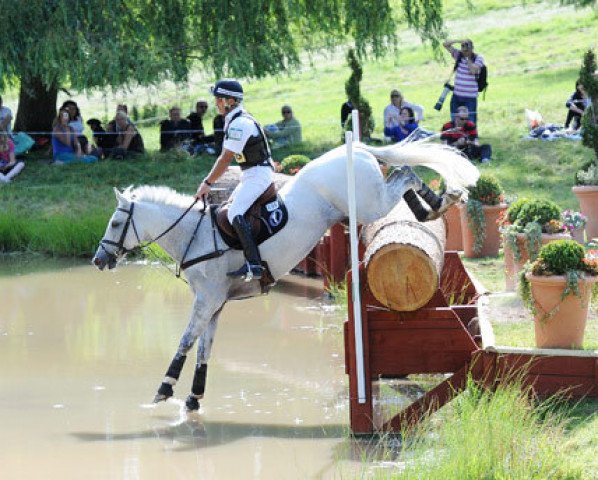 horse Avebury (UK Warmblood, 2000, from Jumbo)