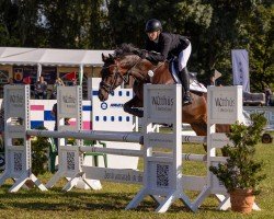 jumper Julchen 114 (Oldenburg show jumper, 2013, from Julio)