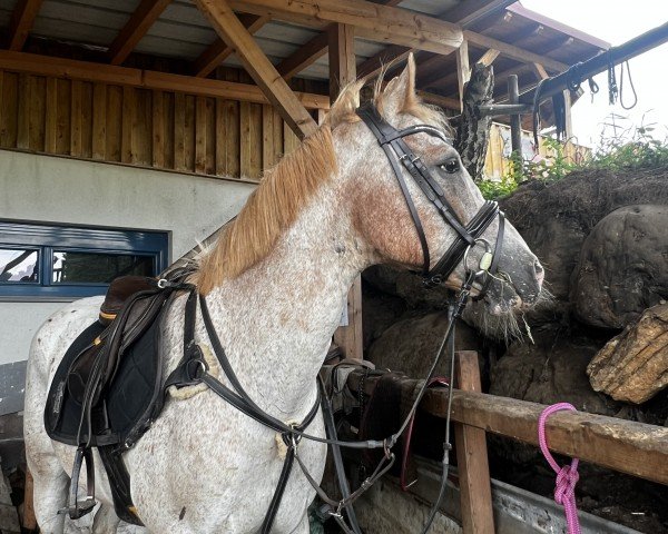dressage horse Lilli H (unknown, 2008)