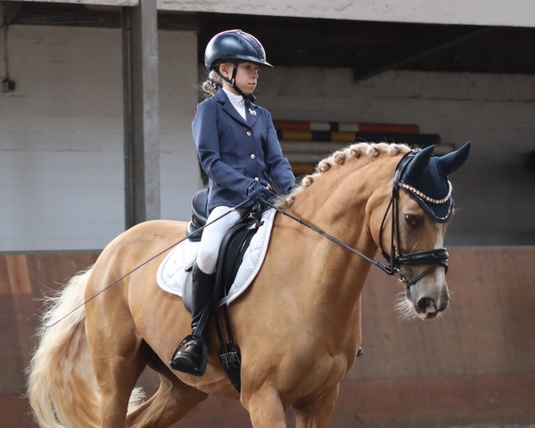 broodmare Funny-Girl 9 (German Riding Pony, 2012, from The Best of Mobility)