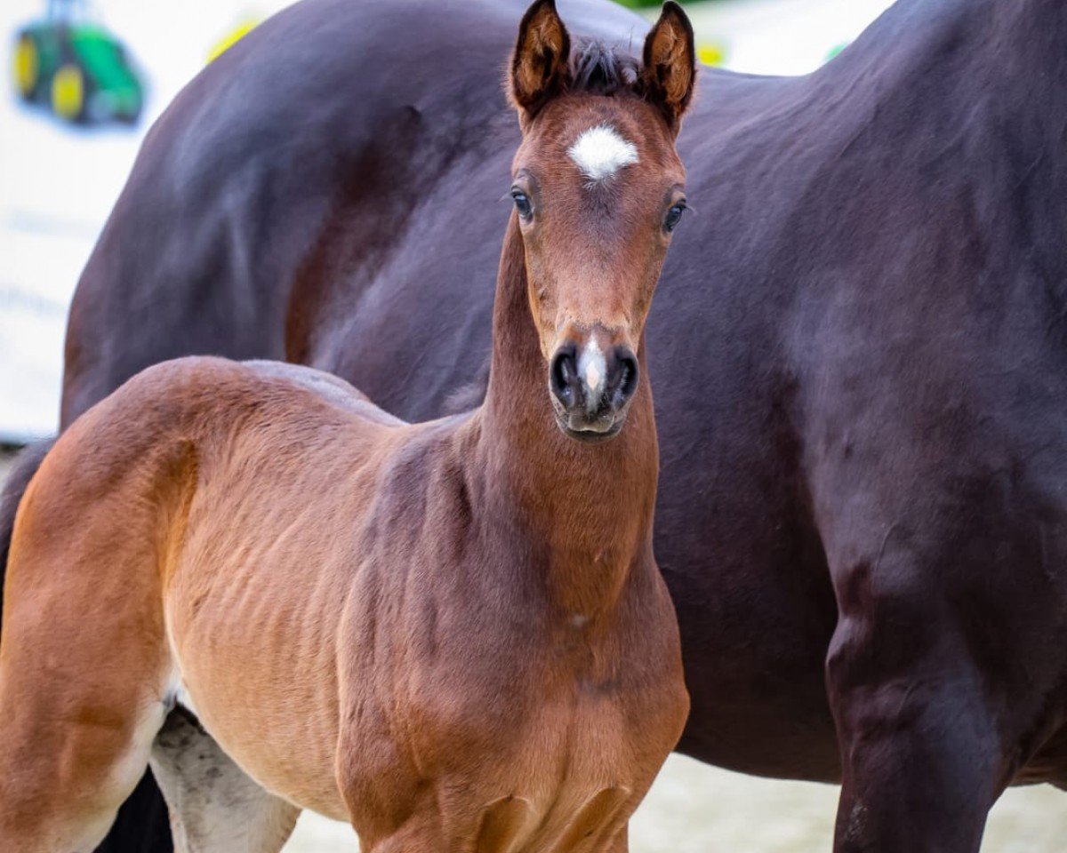 Deckhengst Goldman CG (Westfale, 2024, von Golden Romance Malleret PS)