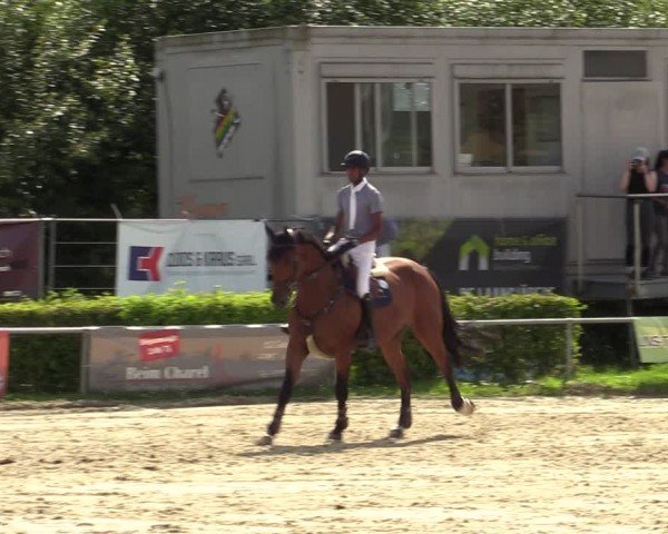 Reitturnier Weiswampach  2024