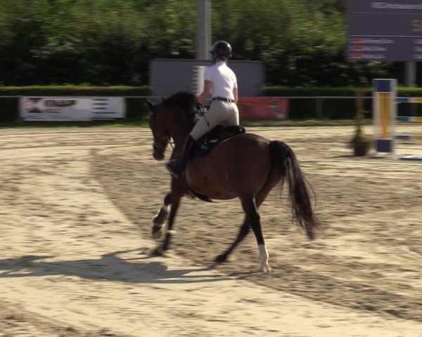 Reitturnier Weiswampach  2024