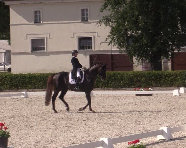 Reitturnier Neustadt/Dosse 2024