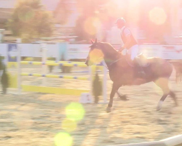 Reitturnier Dagmersellen 2024