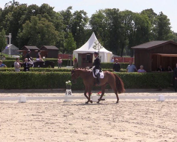 Reitturnier Neustadt/Dosse 2024