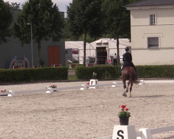 Reitturnier Neustadt/Dosse 2024