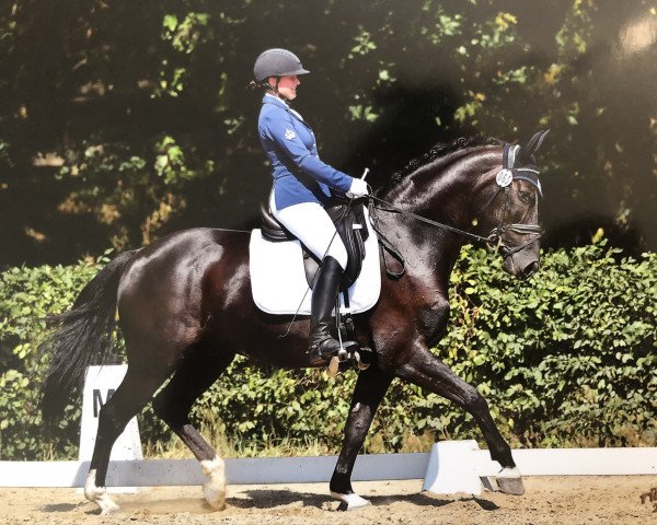 dressage horse Frenchkiss (Hanoverian, 2006, from Frenchman I)