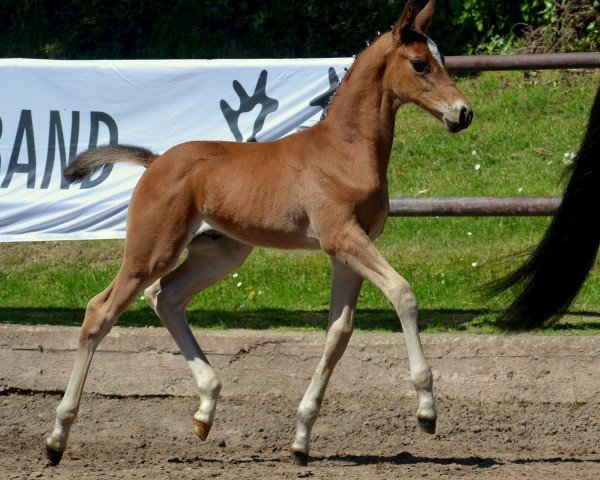 horse Konstantin von Bo (Trakehner, 2021, from High Motion 2)