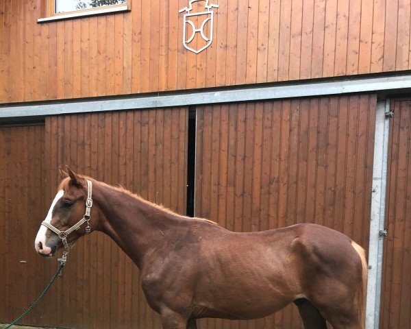 Pferd Quabri de Schimmeldewog (Holsteiner, 2019, von Quabri de l'Isle)