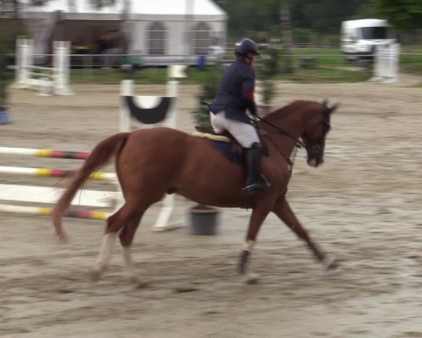 Reitturnier Herbern 2024