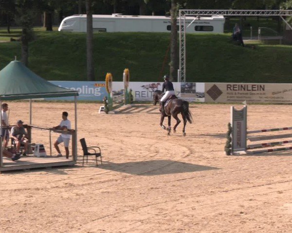 Reitturnier Stadl-Paura 2024