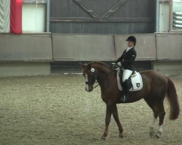 Hallen-Reit- und Springturnier 2013 beim RV Alt Marl