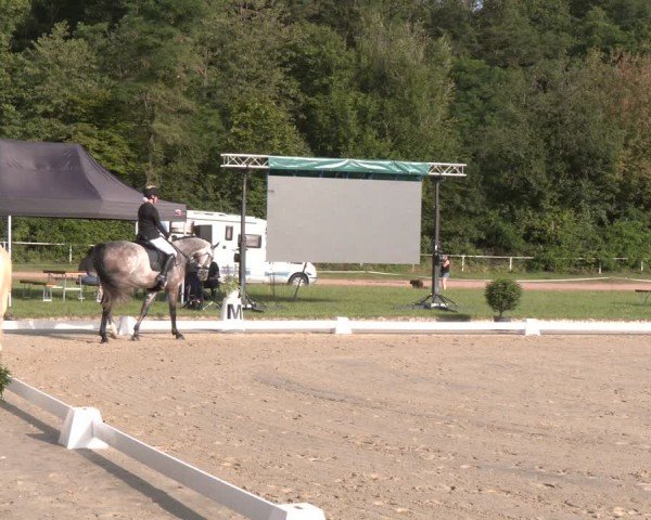 Reitturnier Heiligenwald 2024