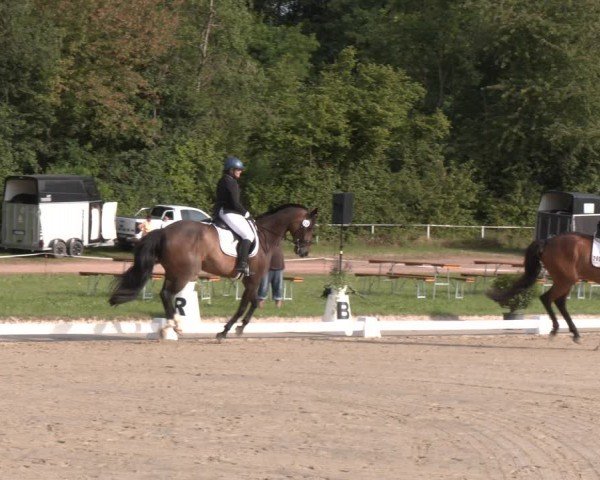 Reitturnier Heiligenwald 2024