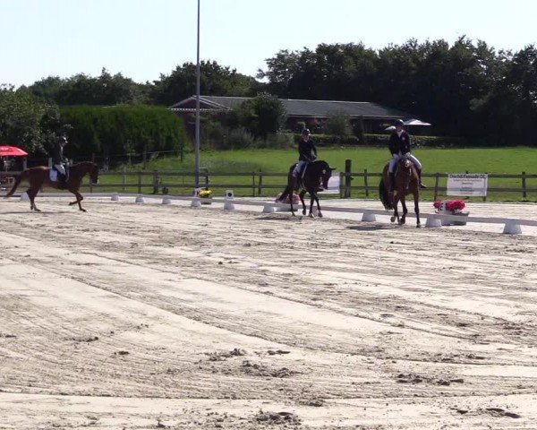 Looper Holzer Dressurfestival 2024
