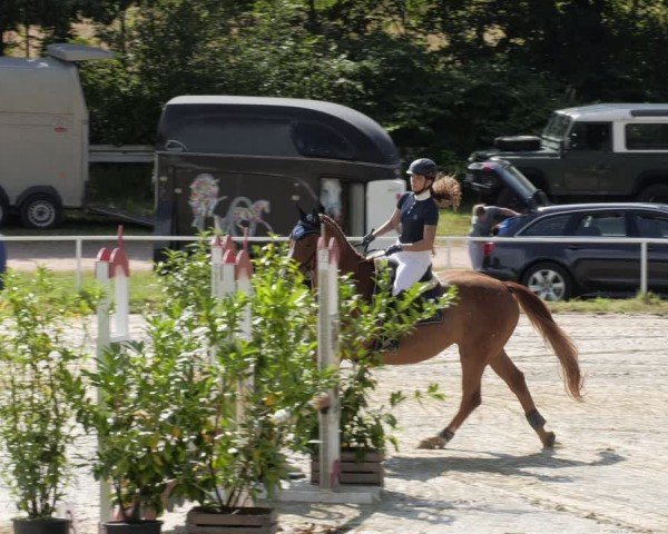 Reitturnier Heiligenwald 2024