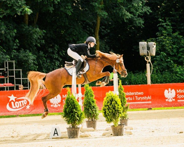 Springpferd Mary Poppins P (Deutsches Reitpony, 2012, von Machno Carwyn)