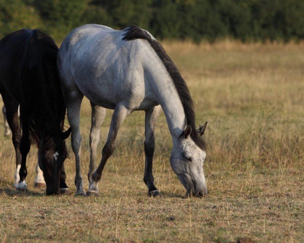 Pferd Stute von Best Before Midnight x Rienzi xx (Trakehner, 2019, von Best Before Midnight)