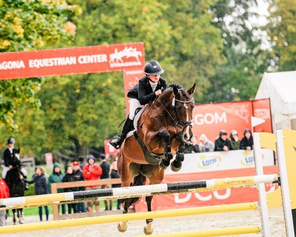 jumper Dornröschen P (German Sport Horse, 2012, from Duke of Hearts xx)