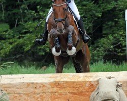 jumper Surprise P (German Sport Horse, 2016, from Salvador V)