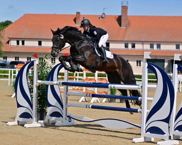 Deckhengst Karl Von Linde P (Deutsches Sportpferd, 2013, von Kannan)