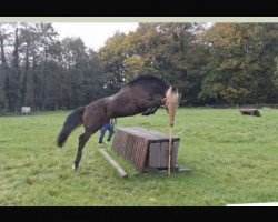 eventing horse Rambazamba 10 (German Riding Pony, 2020, from Benito)