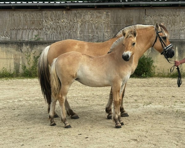 horse Jill von der Marien-Quelle (Fjord Horse, 2024, from Isko)