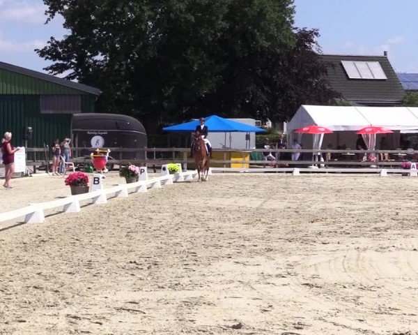 Looper Holzer Dressurfestival 2024