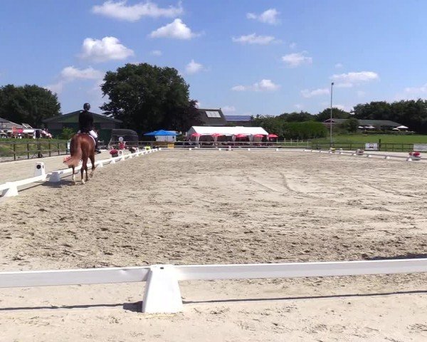 Looper Holzer Dressurfestival 2024